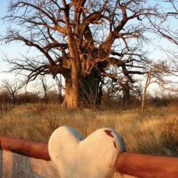 Planet Baobab - Wo die großen Affenbrotbäume stehen!