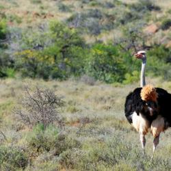 Strauß in der Karoo