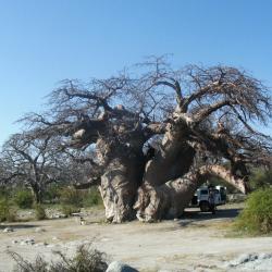 Baobab Bäume auf Kubu Island in Botswana