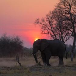 Botswana Safari - Moremi Game Reserve
