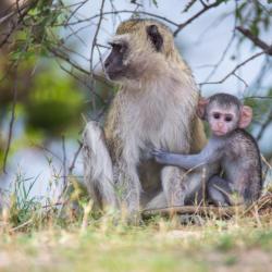 Botswana Safari - Pavian Mutter mit Kind