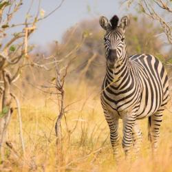 Botswana Safari - Zebra in Khwai