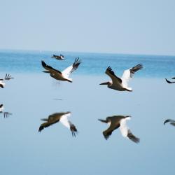 Nata Bird Sanctuary by Kalahari Calling