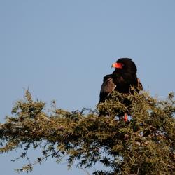 Ein Schlangenadler