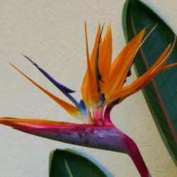 Drachenblumen in Südafrika 
