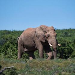 Elefant im Addo Nationalpark, Ostkap Südafrika