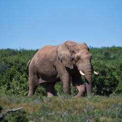 Elefant im Addo Nationalpark Südafrika - Südafrika Mietwagen Rundreise Kalahari Calling