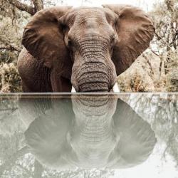 Elefant im Manyeleti Game Reserv