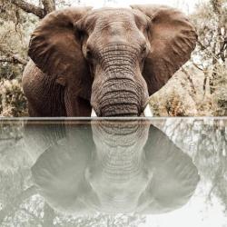 Elefant im Manyeleti Game Reserv