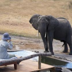 Elefant im Somalisa Expedition Camp