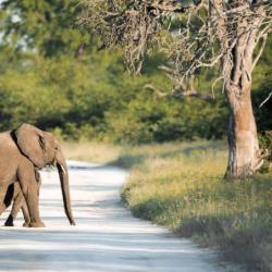Elefanten in Botswana - Mogotlho Safari Lodge