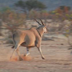 Elenantilope in der Tuli Wilderness - Selbstfahrer Botswana 