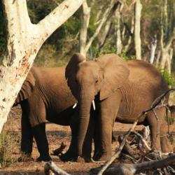 Selbstfahrer Südafrika - Elefanten im Fiebertree Wald 