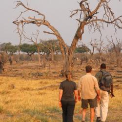 Fußsafari mit Guide in Khwai