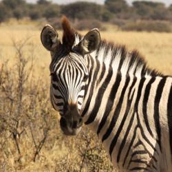 Zebra im Khama Rhino Sanctuary