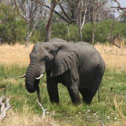 Elephant im Moremi Game Reserve
