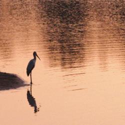Im Krüger Nationalpark 