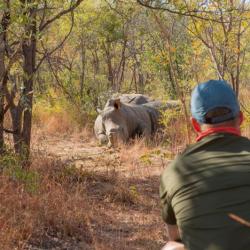 Fußpirsch im Matobos Nationalpark in Simbabwe