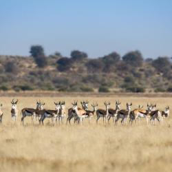 In der Kalahari 