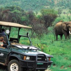Safarifahrt mit der Kwa Maritane Bush Lodge im Pilanesberg Nationalpark