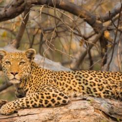Leopard im Okavango Delta 