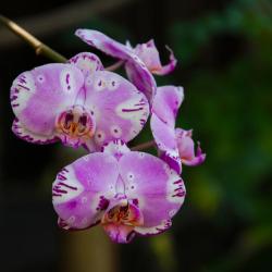 Orchideen Lodge Afrique