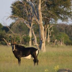 Ngamo Plains - Sable Antilope