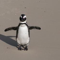 Pinguin in Simons Town
