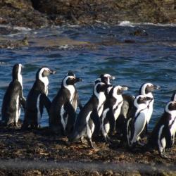 Pinguine auf einer Katamaran Rundfahrt in Lüderitz