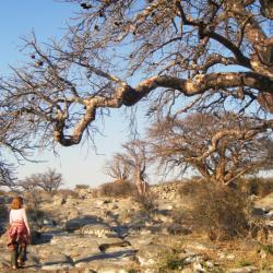 Spaziergang auf Kubu Island in Botswana 