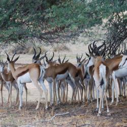 Springböcke im Kgalagadi Transfrontier Park in Südafrika 