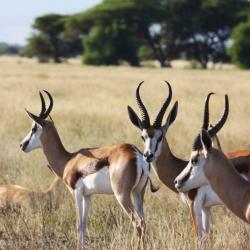 Central Kalahari Game Reserve