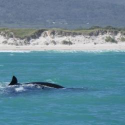 Auf Whale Watching Tour mit Marine Dynamics 
