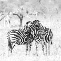 Zebras ruhen in der Mittagshitze