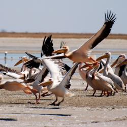 Pelikane im Nata Bird Sanctuary - Bild von Kalahari Calling