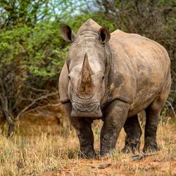 Unterwegs auf dem Rhino Drive