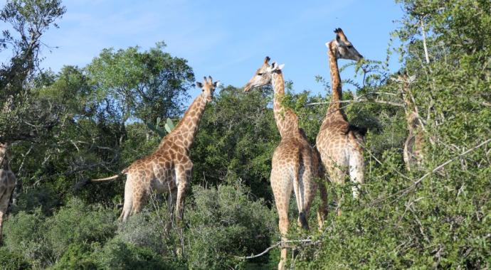 Giraffen - Giraffe Walk im Bellevue Forest Reserve