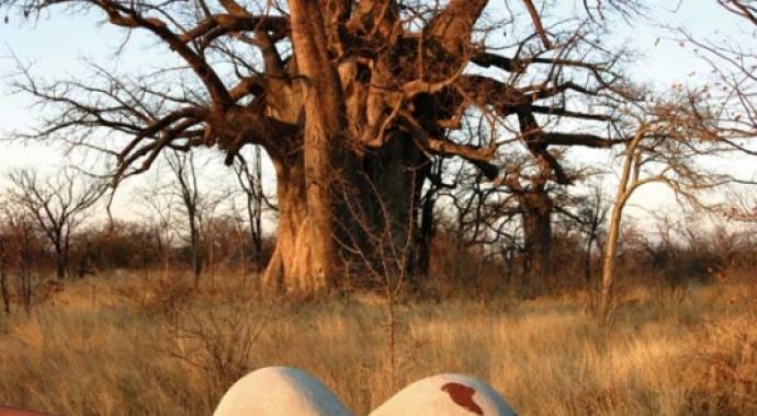 Planet Baobab in Botswana - Funky Accommodation 