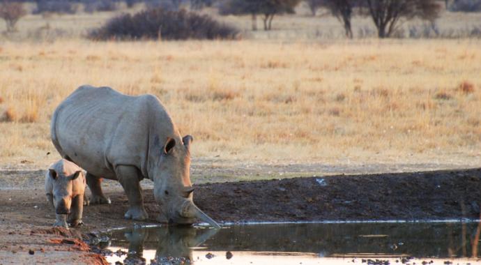 Rhino und Baby am Wasserloch