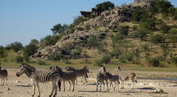 Zebras am Dolmietpunt Wasserloch