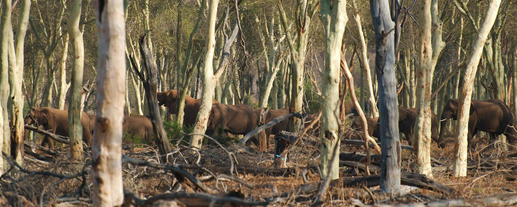 Elefanten im Krüger Nationalpark in Südafrika