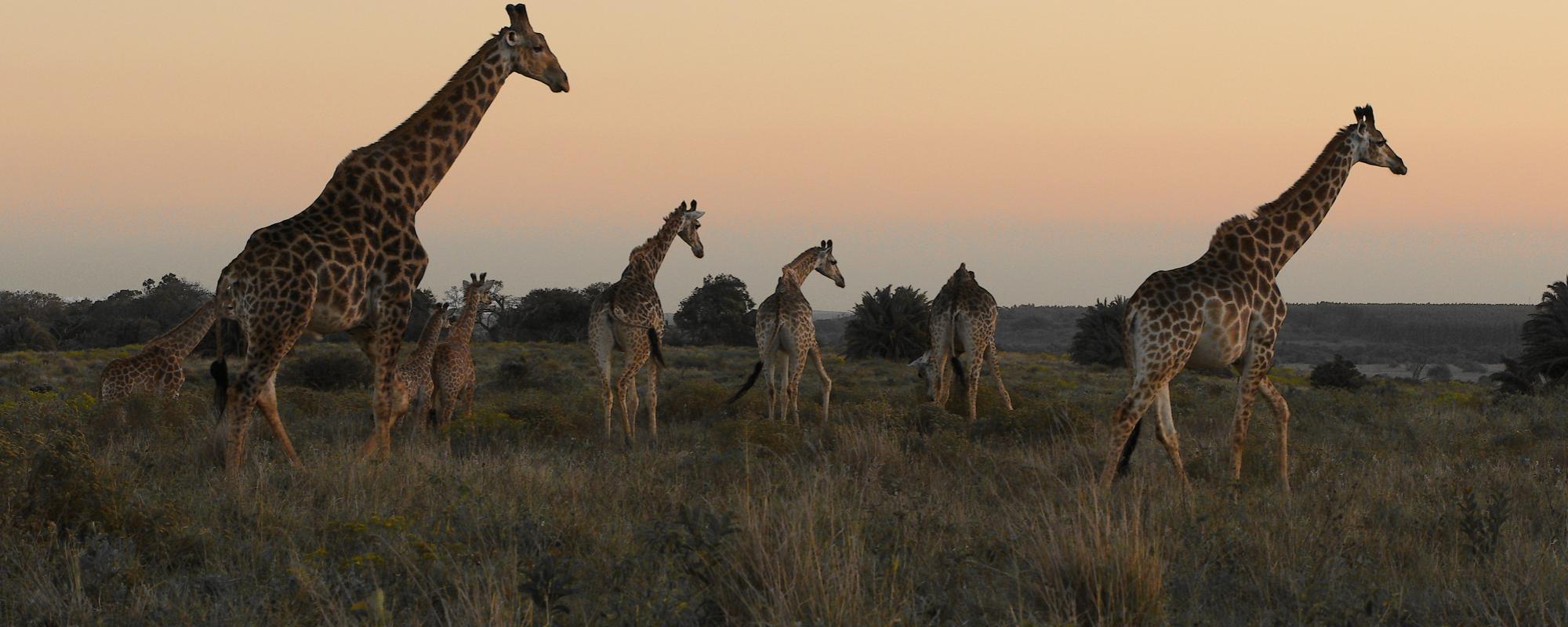 Giraffenversammlung Western Shores Sundowner Drive
