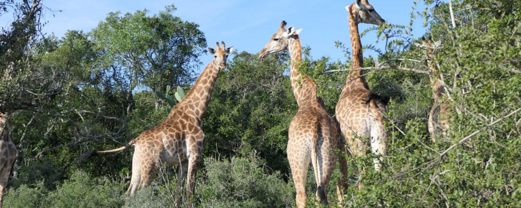 Giraffen - Giraffe Walk im Bellevue Forest Reserve