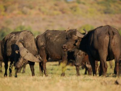 Büffel grasen an der Chobe Riverfront in Kasane, Botswana 