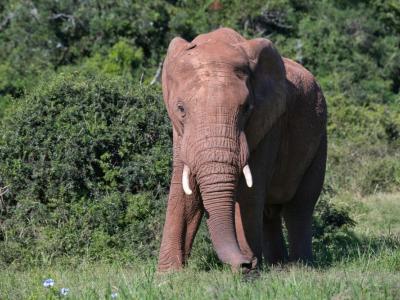 Elefant im Addo Nationalpark, Südafrika