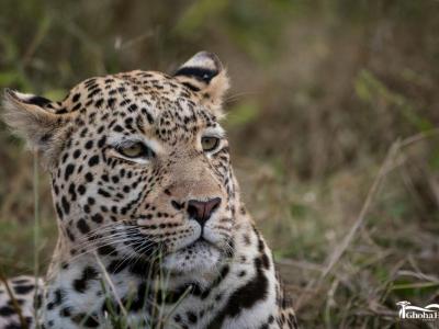 Leopard bei Savuti - Ghoha Hills Lodge 