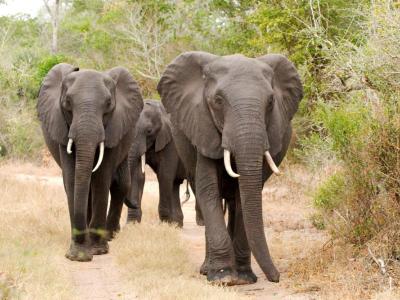 Elefanten im Tembe Elephant Park 