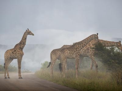 Giraffen im Krüger Nationalpark in Südafrika