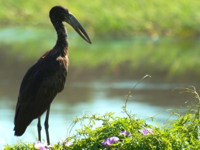 Klaffschnabel im Okavango Delta - Camping Reise durch den Moremi & Chobe Nationalpark