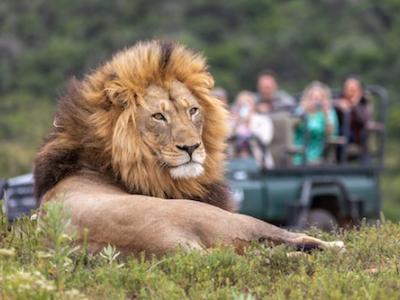 Löwenmännchen im Kariega Game Reserve in Südafrika 